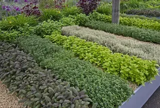 Herb Garden